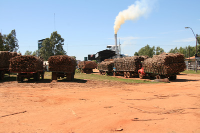 042 IMG_6922 Sugar mill and cane trucks.jpg